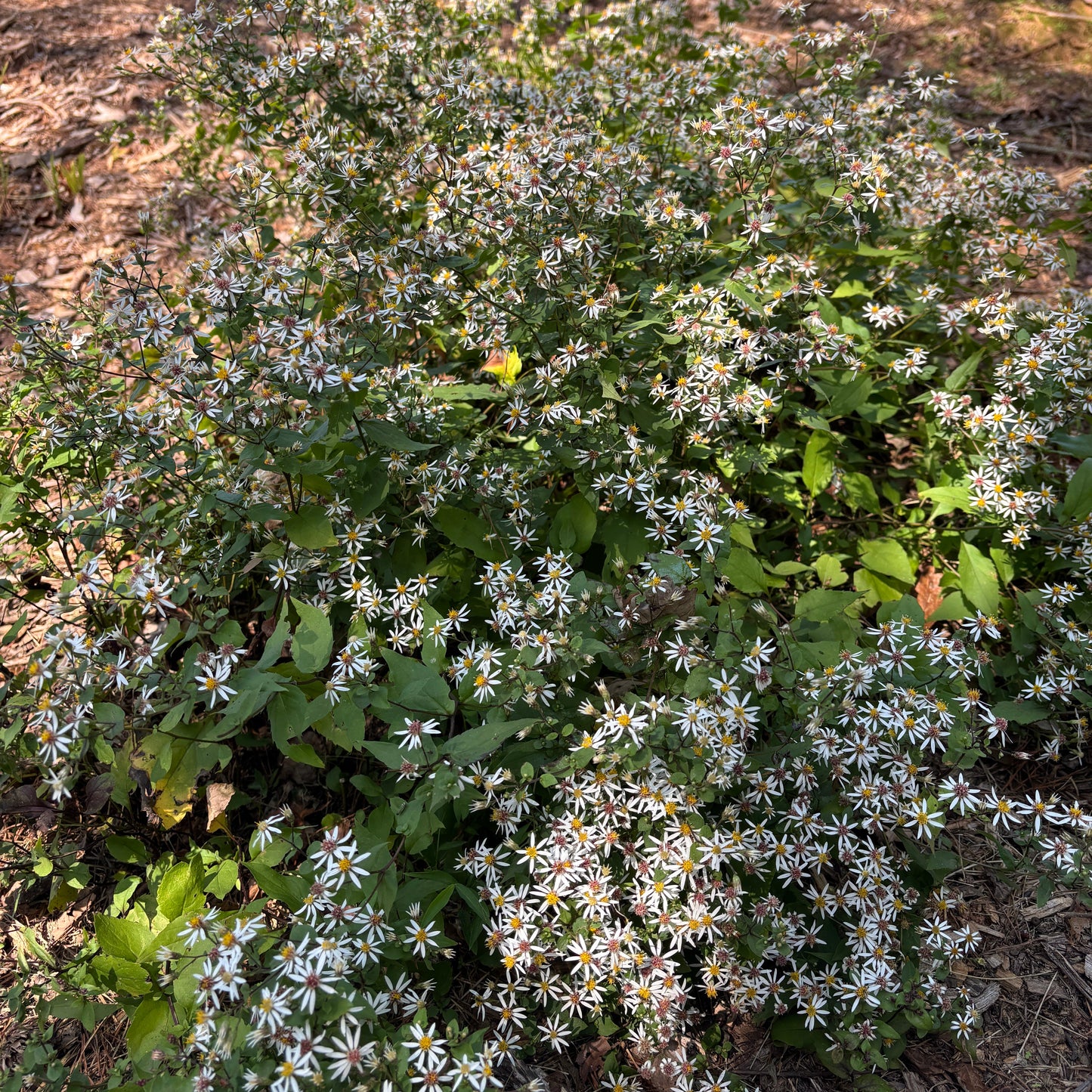 Eurybia divaricata 'Eastern Star'