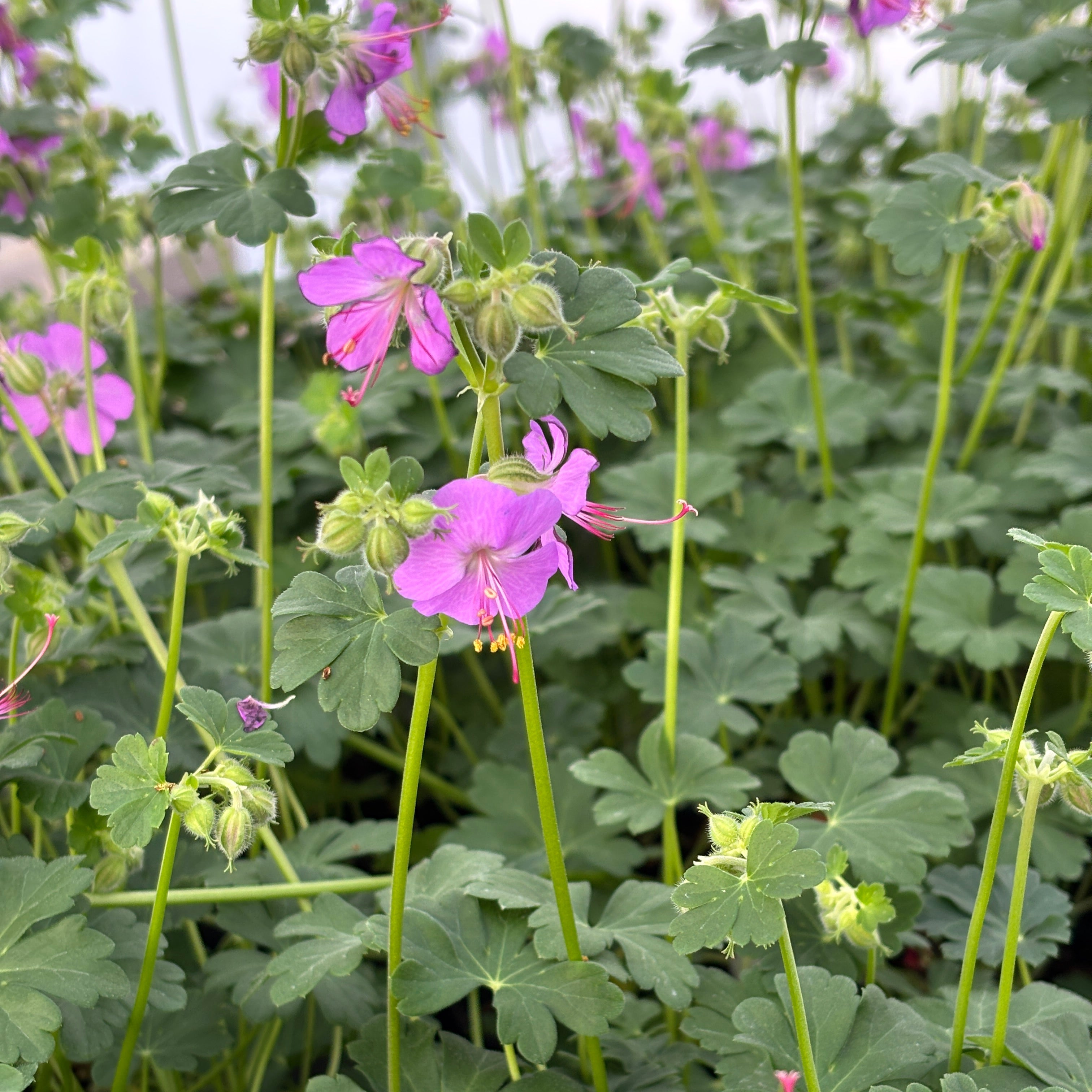 Karmina Hardy Geranium - Geranium X cantabrigiense 'Karmina' – Green