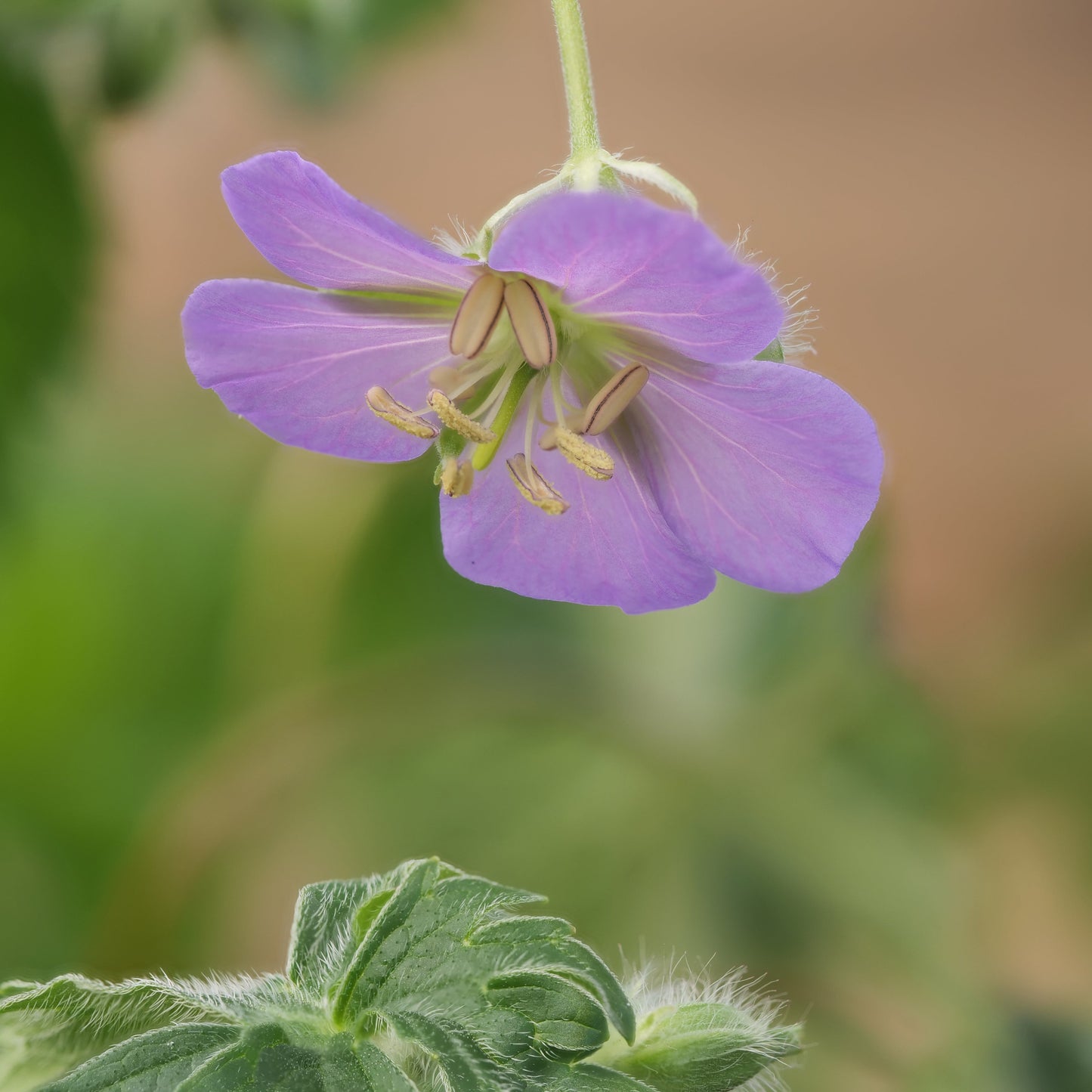 Geranium maculatum - Wild Geranium