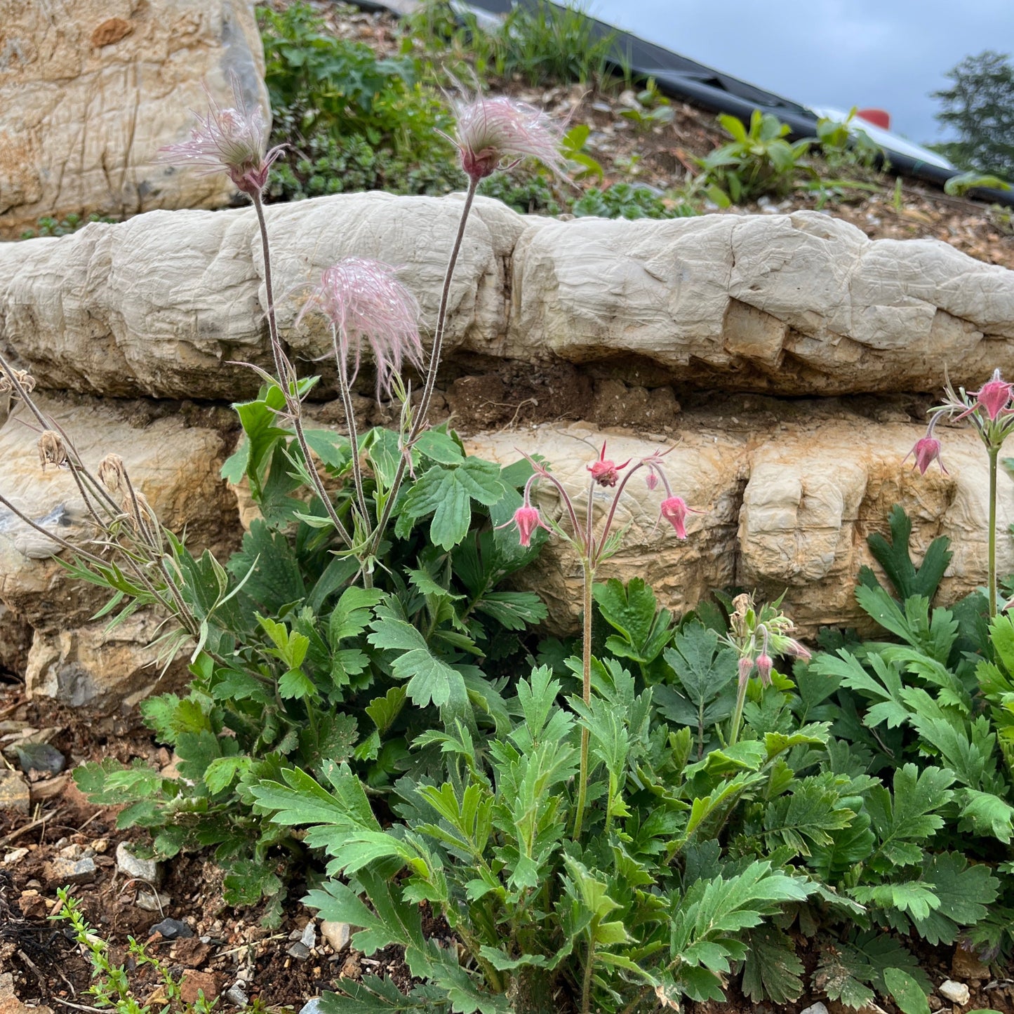 prairie smoke planted against rock