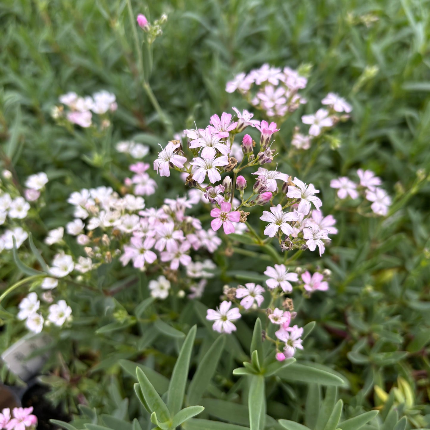 Gypsophila repens 'Rosea'