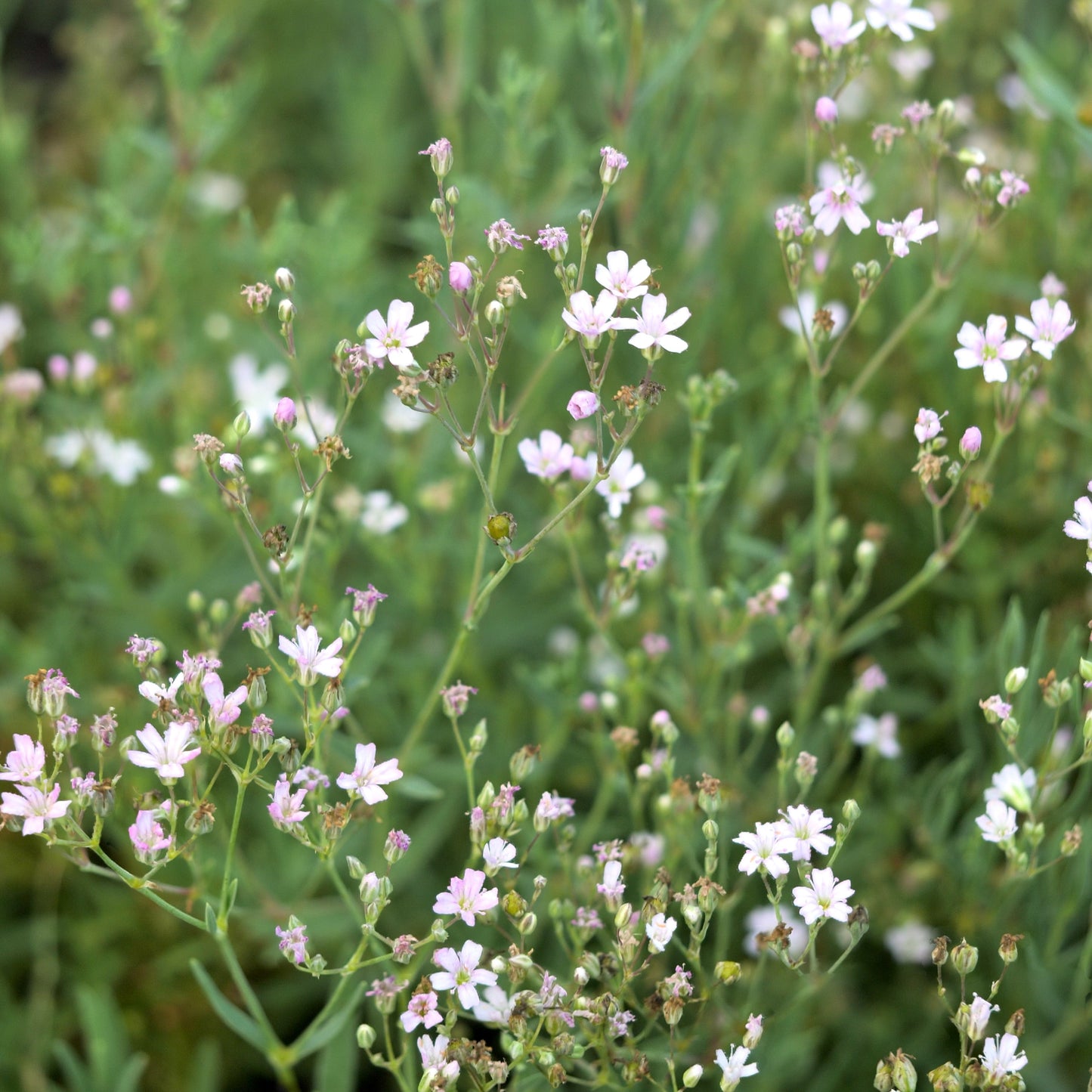 Gypsophila repens 'Rosea'