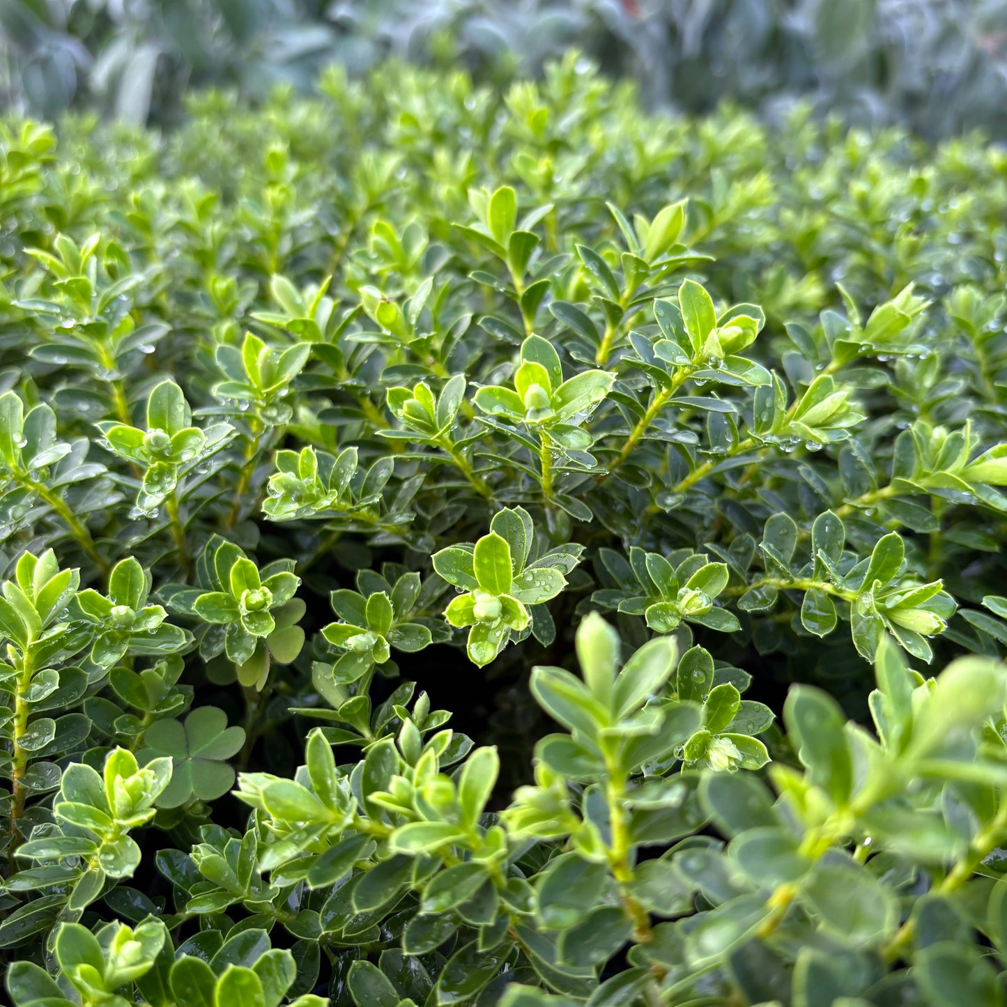 Hebe buxifolia