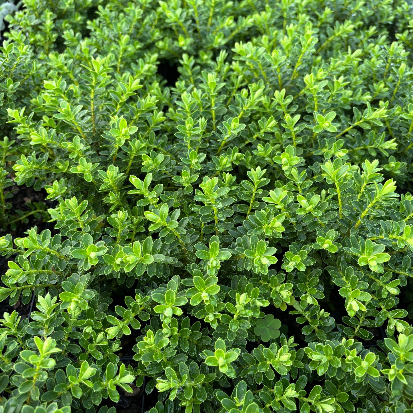 Hebe buxifolia