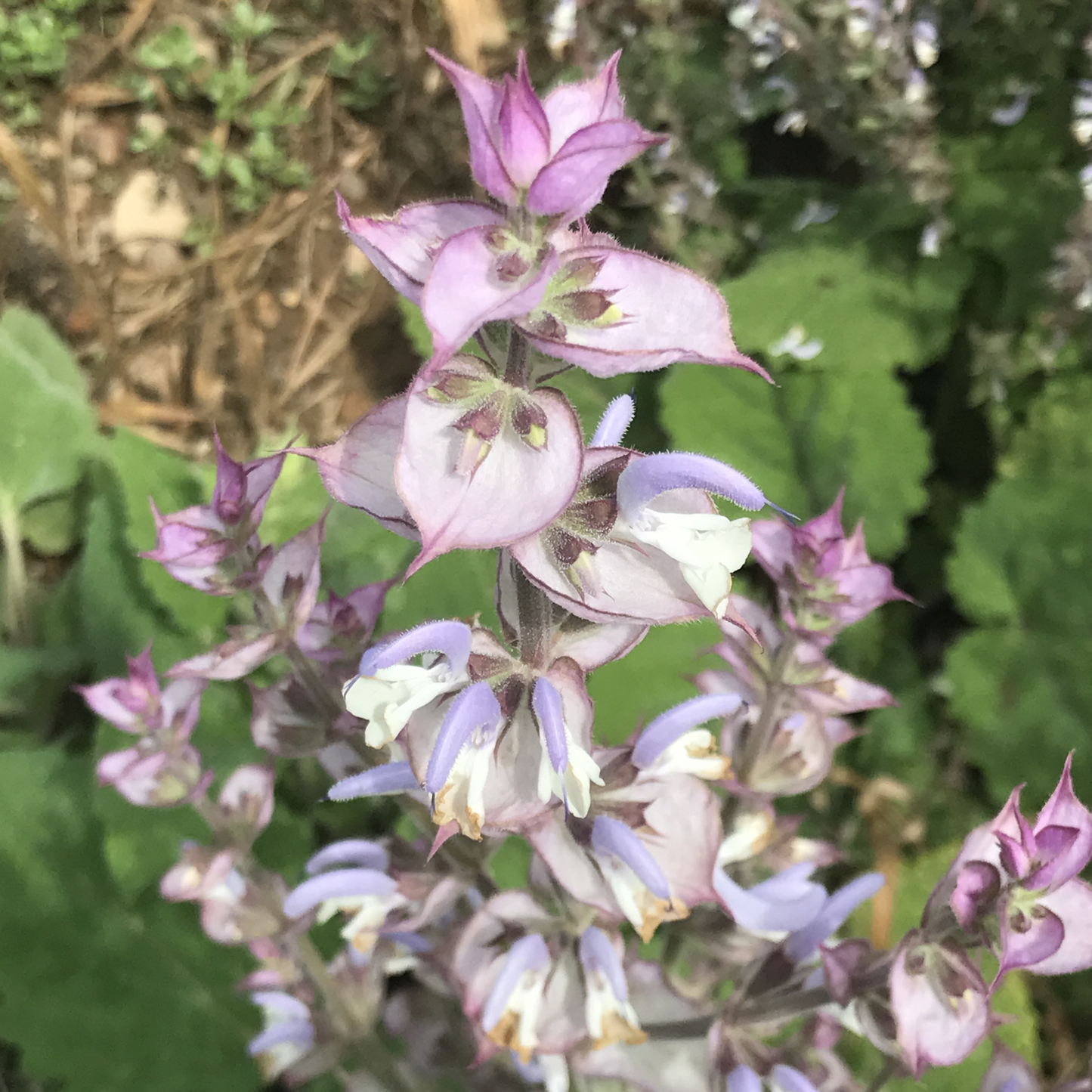 Salvia sclarea var. turkestanica