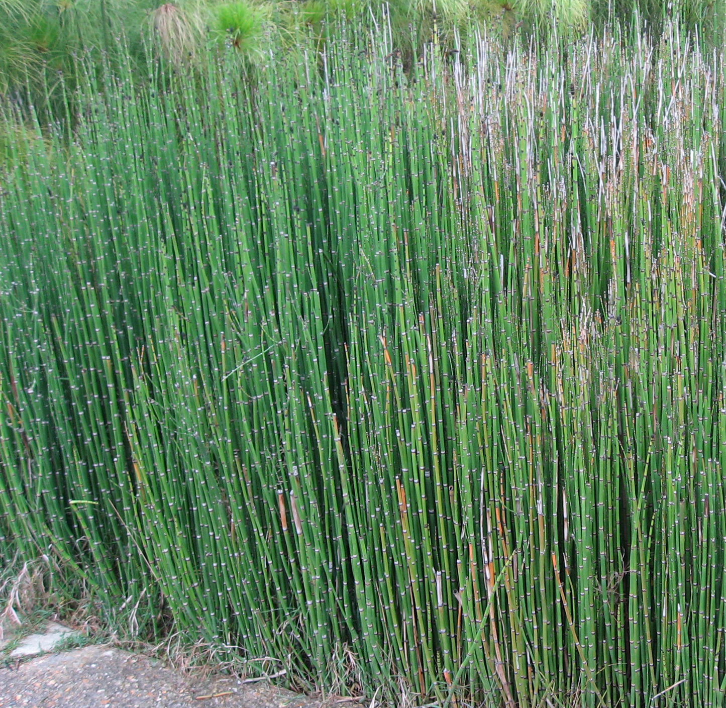 Equisetum hyemale