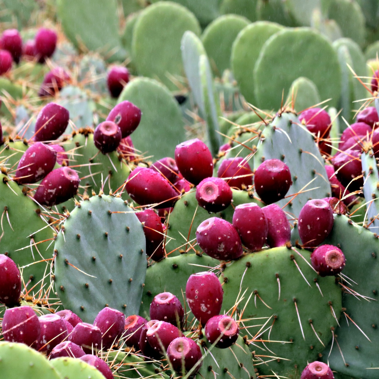 Prickly deals pear