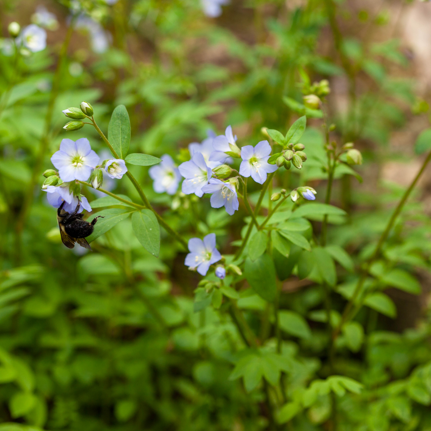 Polemonium reptans