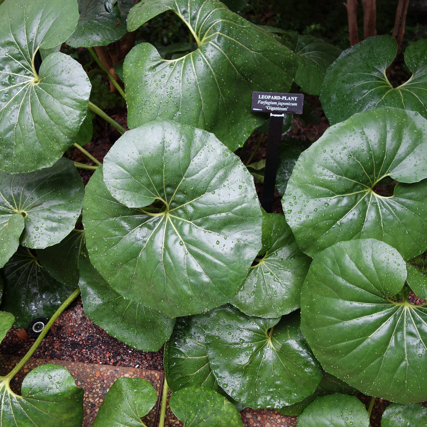 Farfugium japonicum var. giganteum