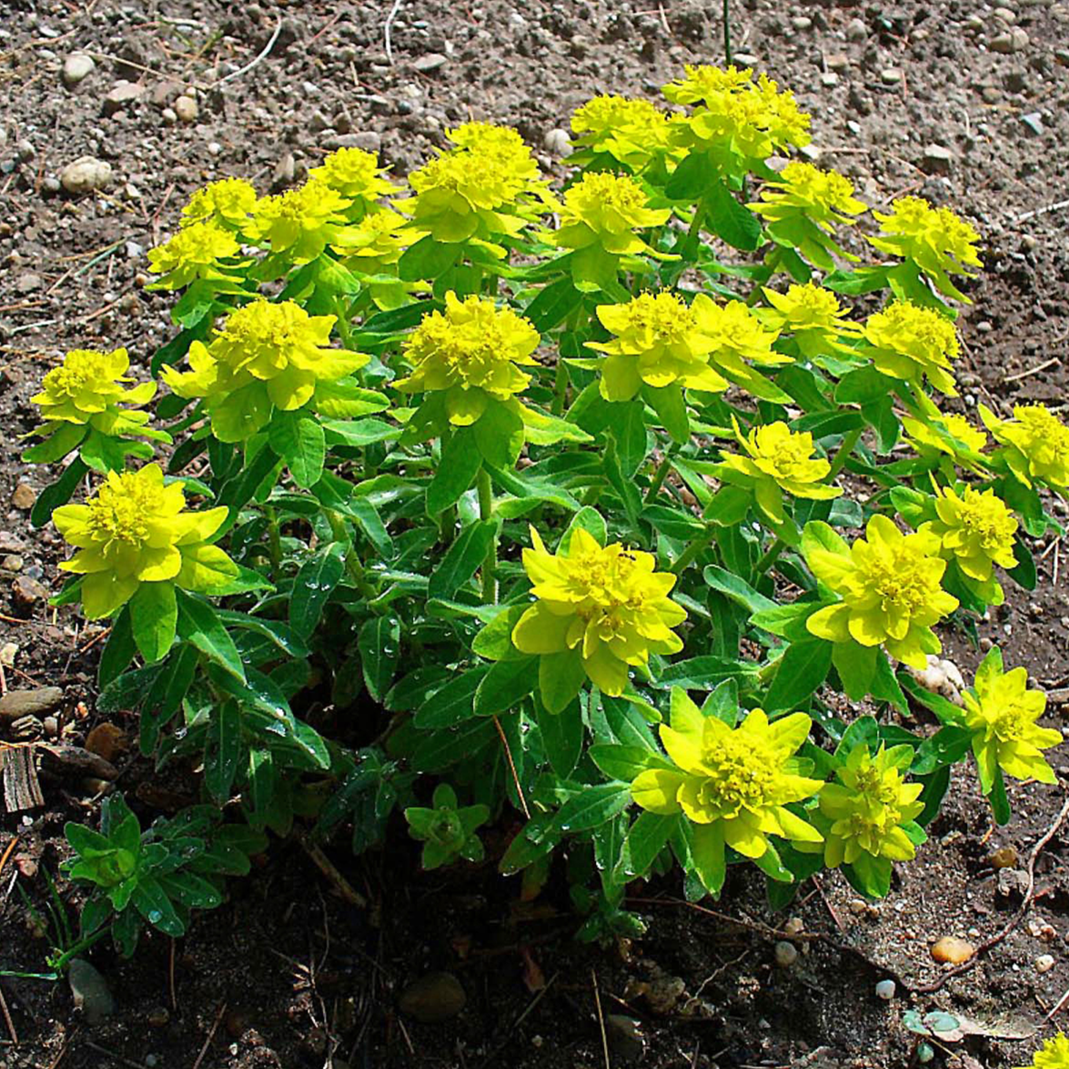 Euphorbia polychroma