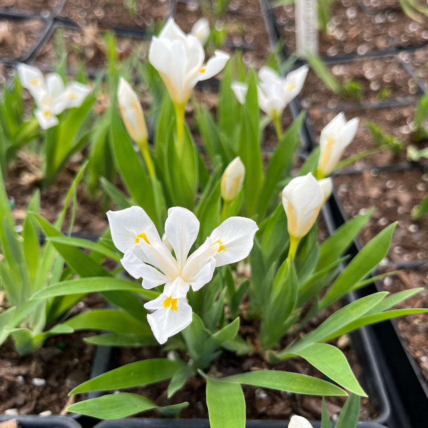 white dwarf crested iris in flower