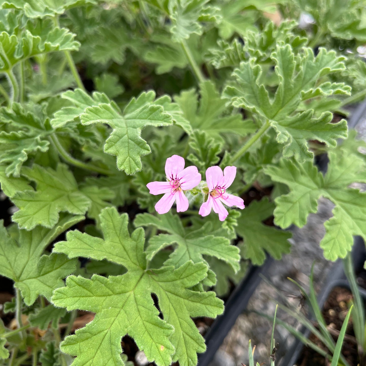 Pelargonium graveolens 'True Rose'