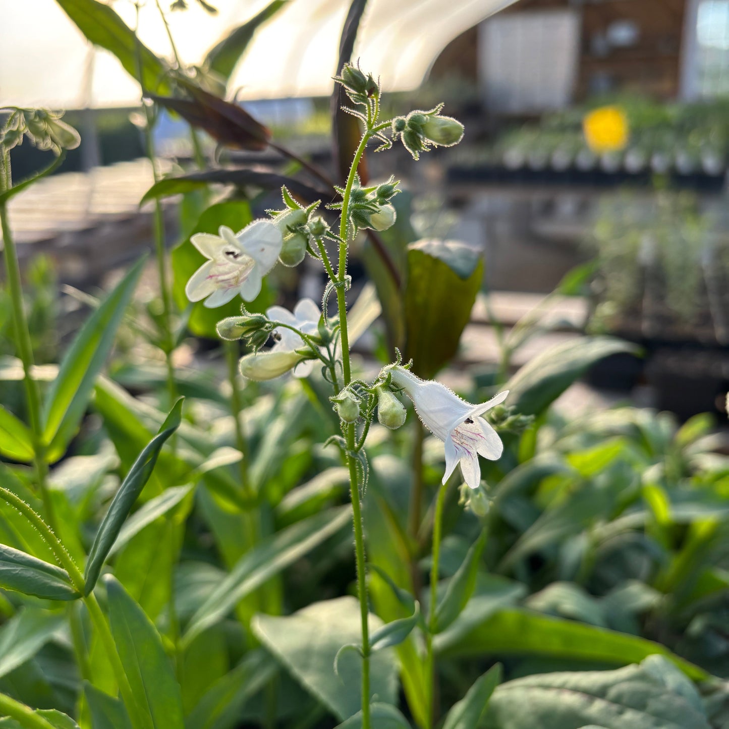 Penstemon digitalis