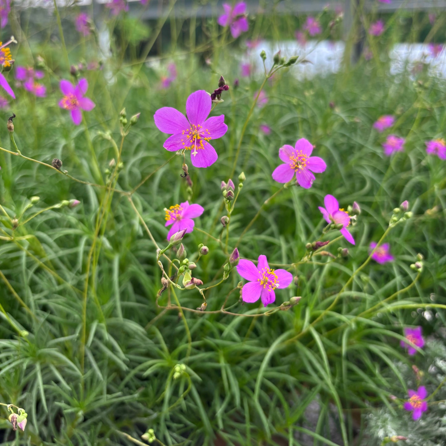 Phemeranthus calycinus