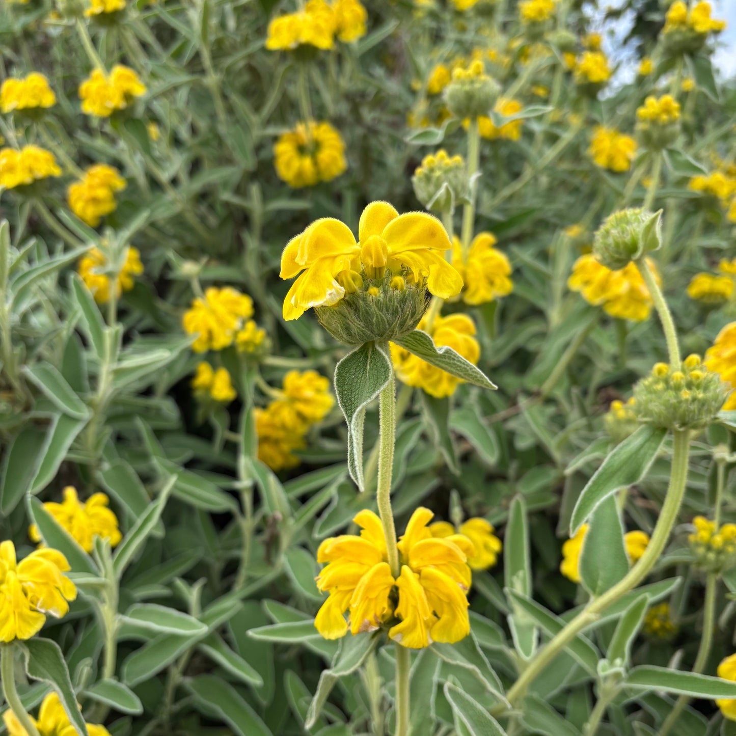 Phlomis fruticosa
