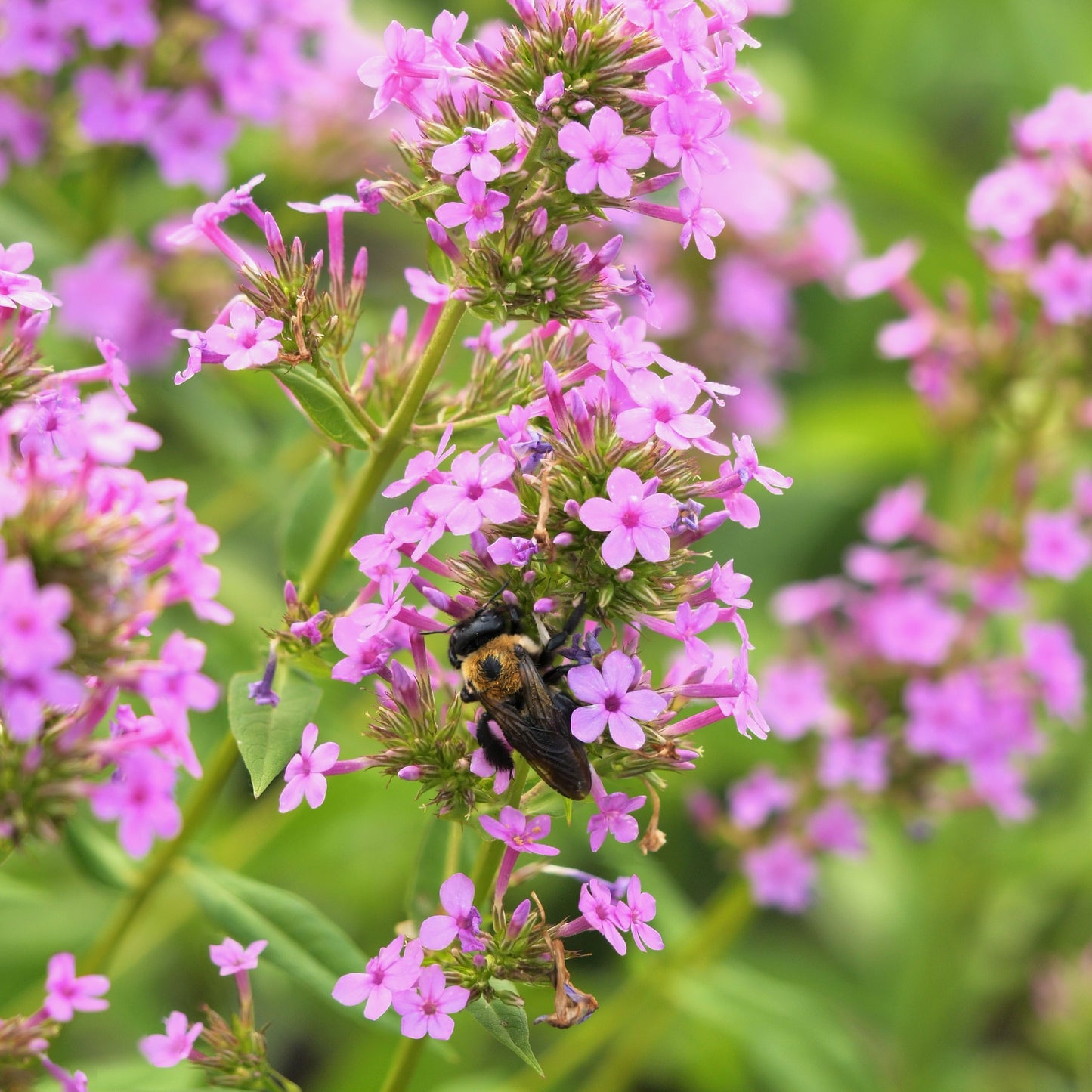 Phlox paniculata 'Jeana'