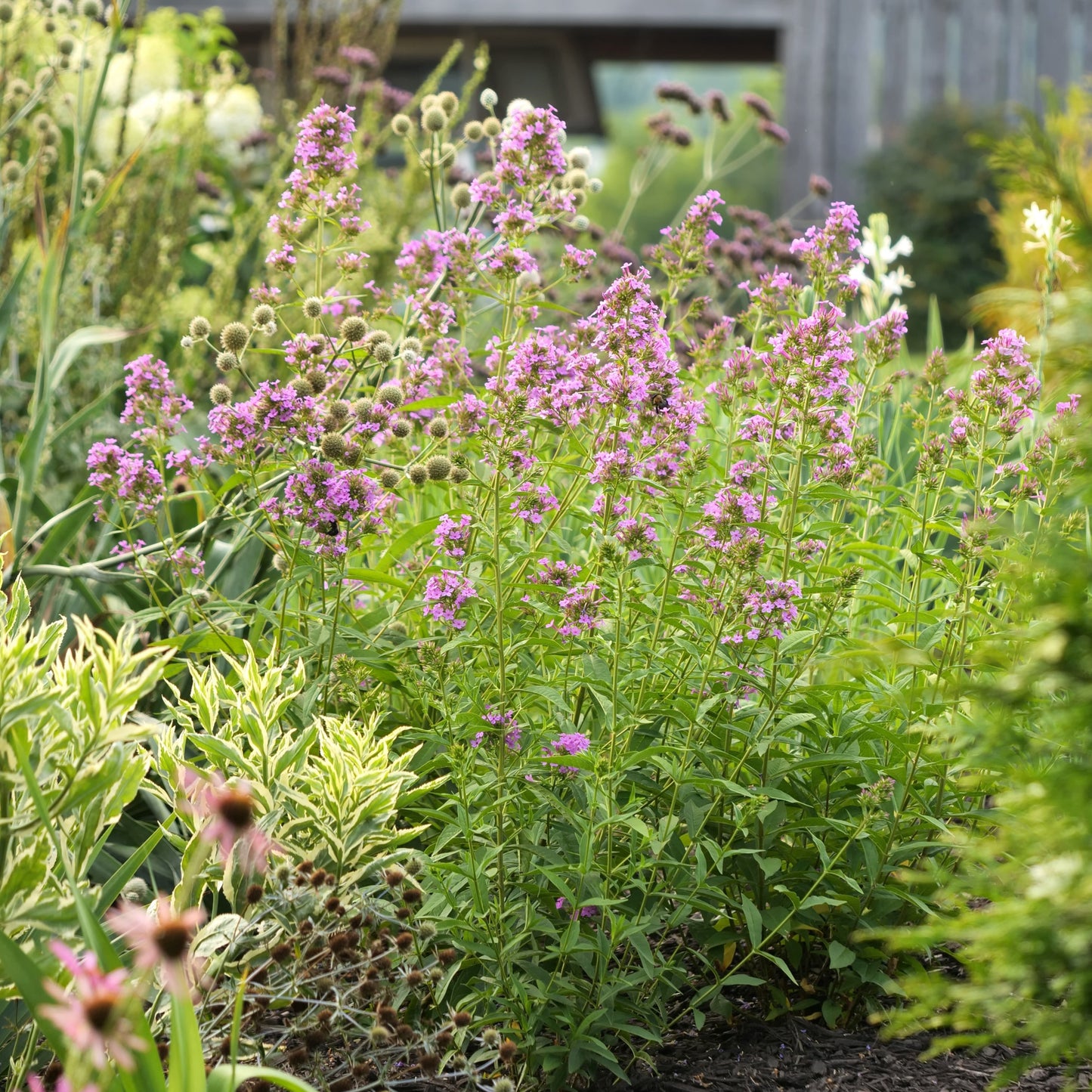 Phlox paniculata 'Jeana'