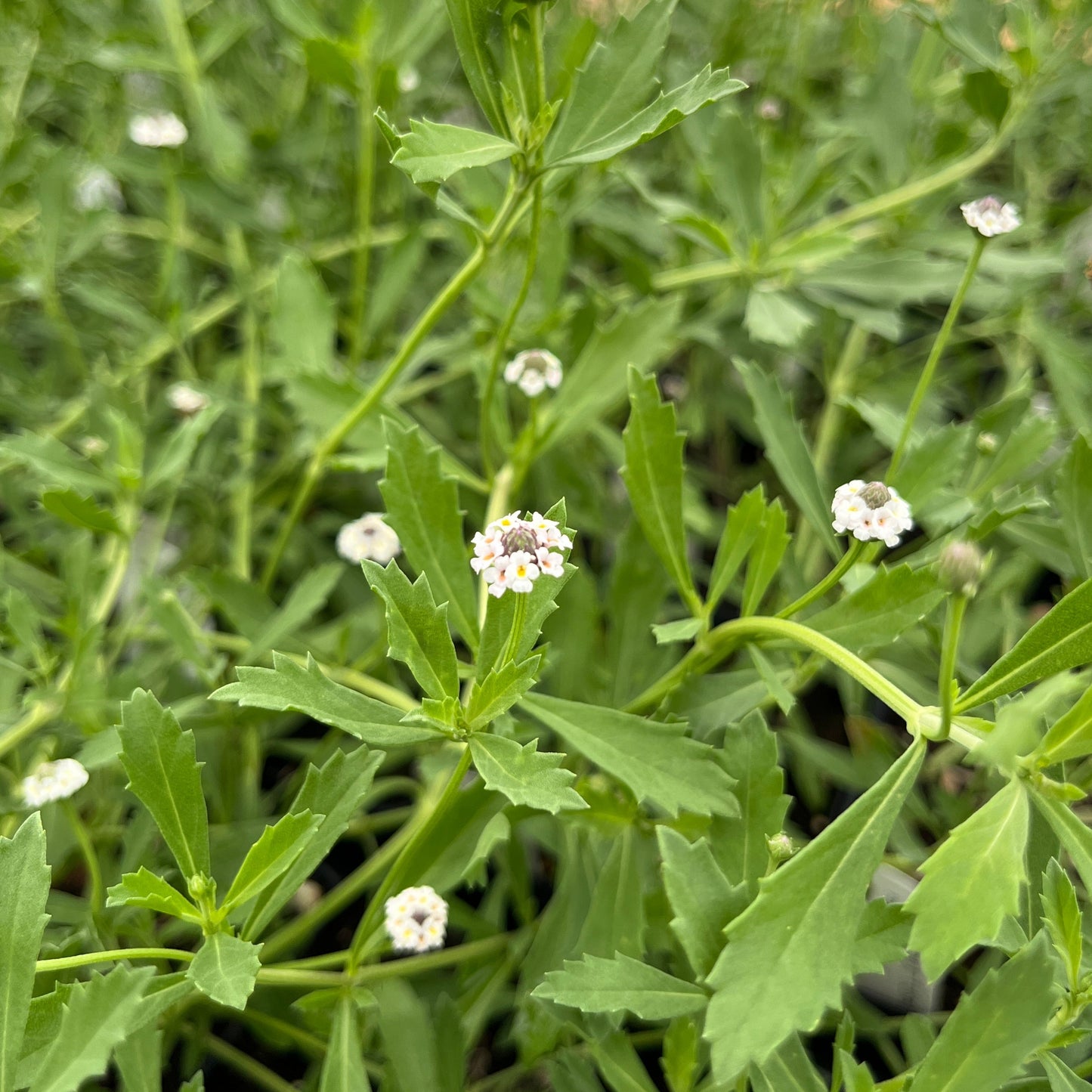 Phyla nodiflora