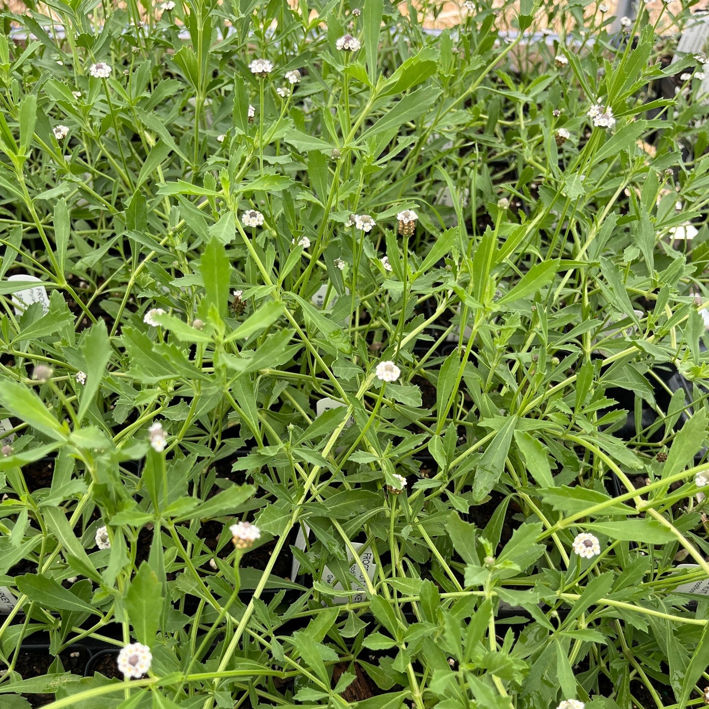 Phyla nodiflora