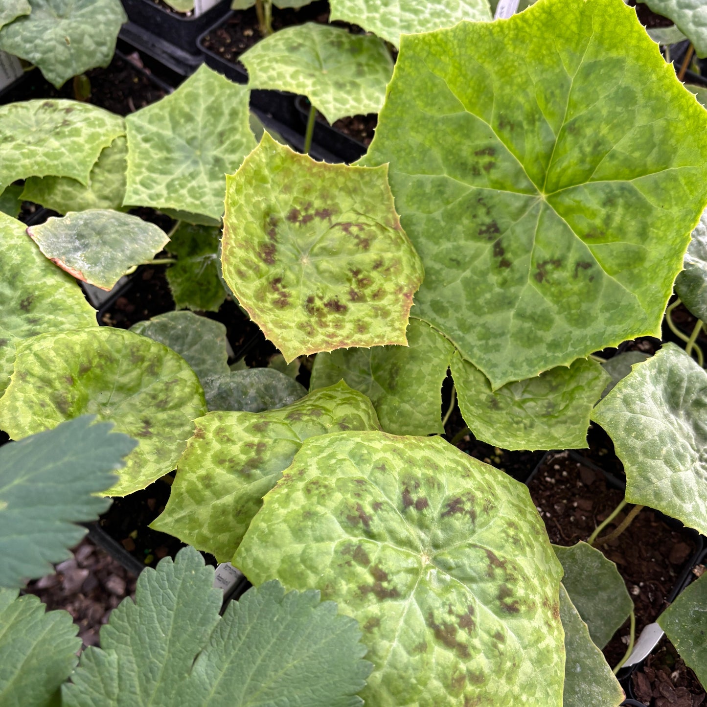 Podophyllum 'Spotty Dotty'