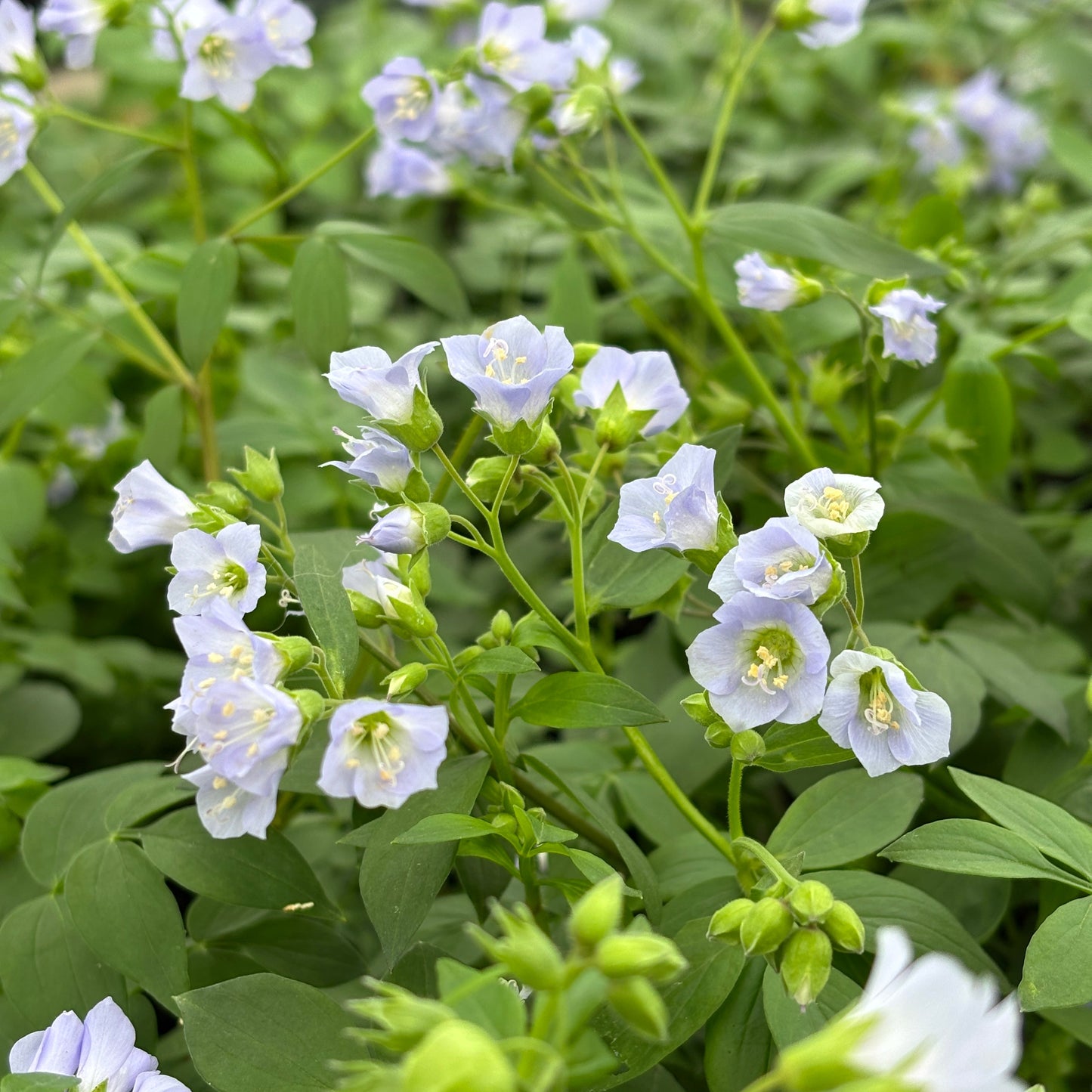 Polemonium reptans
