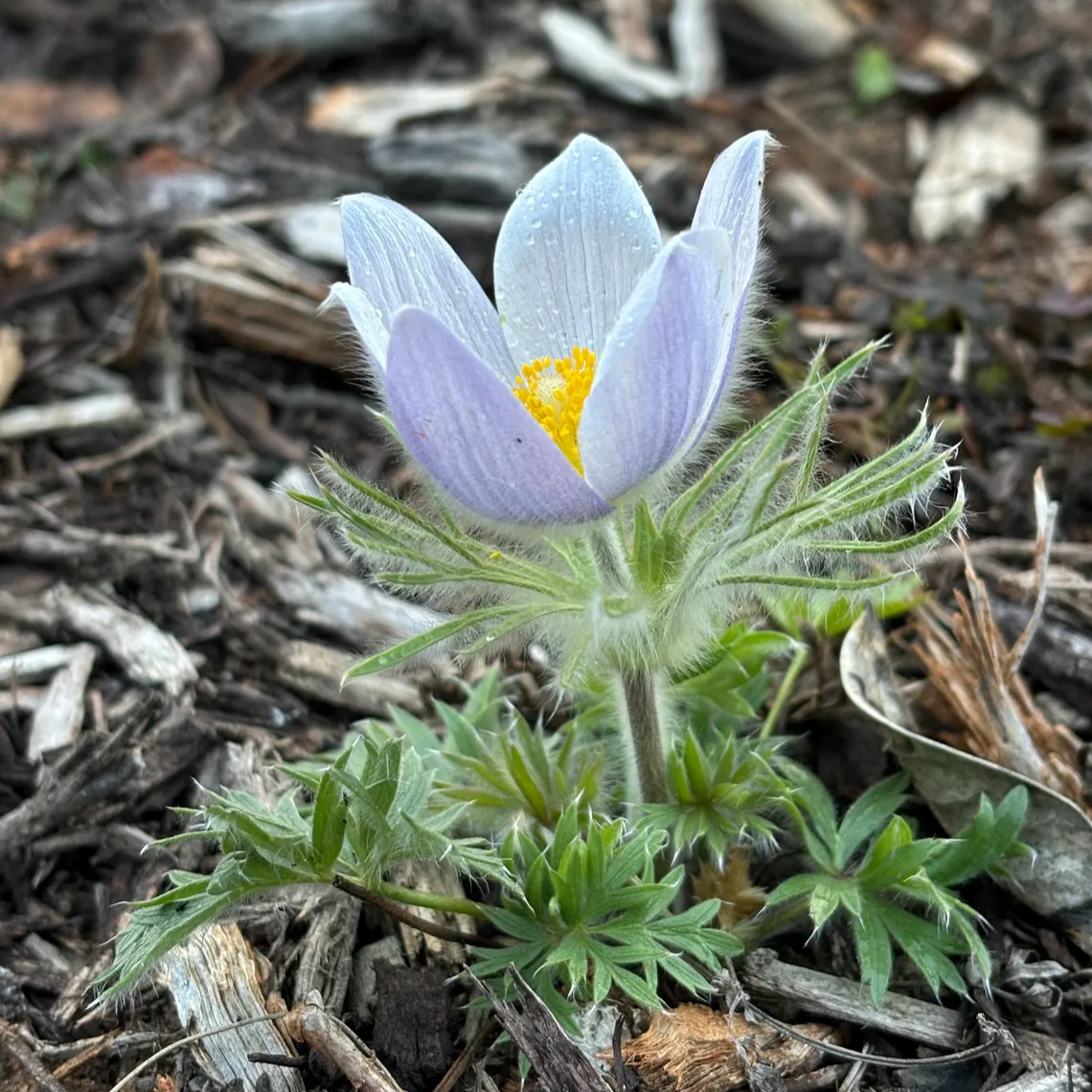 Pulsatilla patens