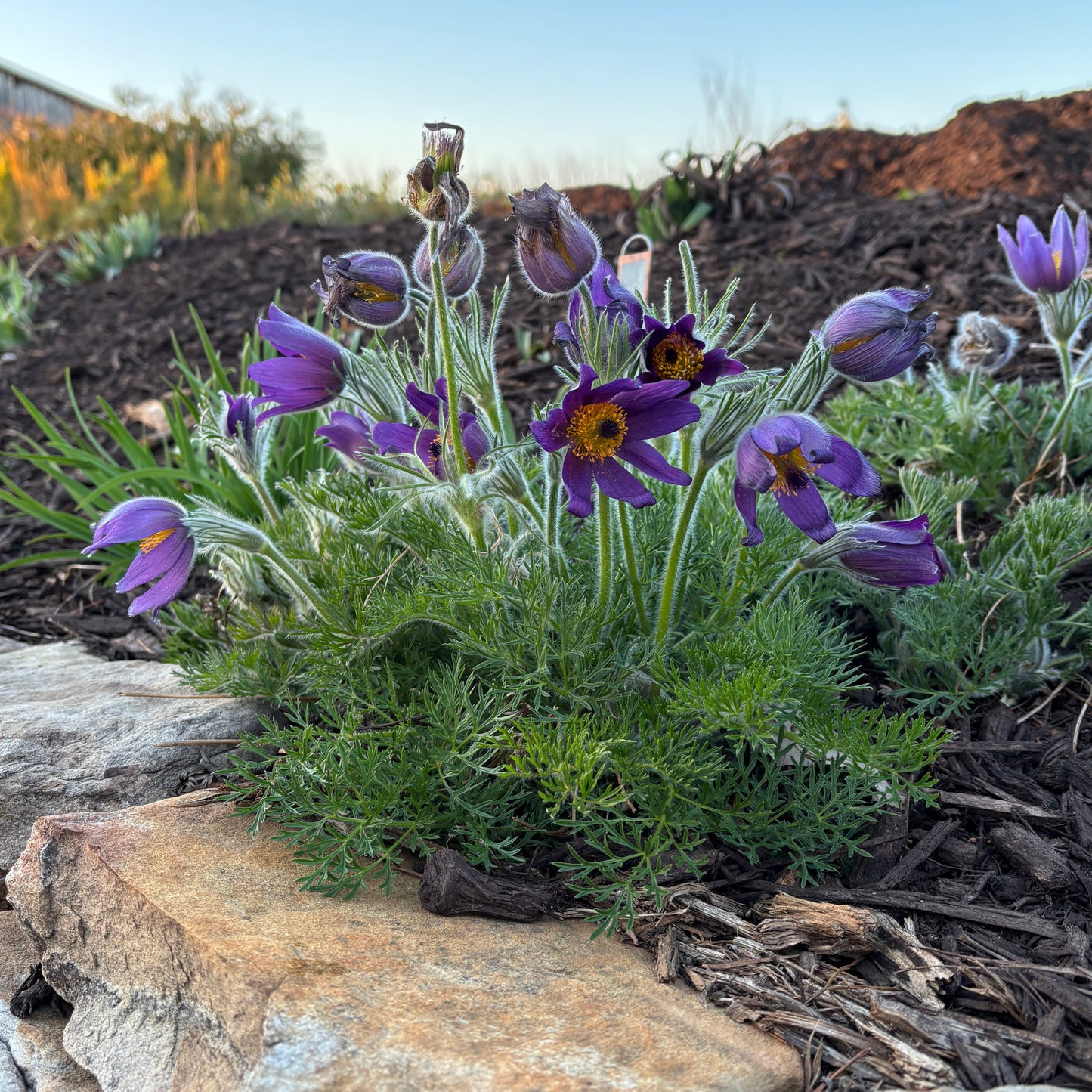 Pulsatilla vulgaris