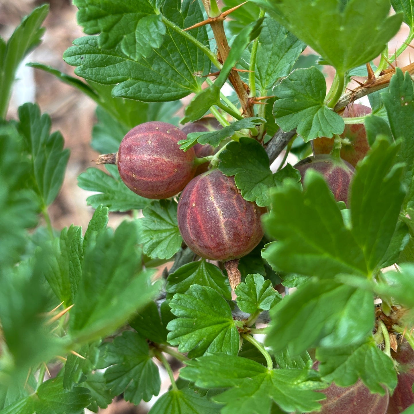 Ribes uva-crispa 'Hinnonmaki Red'
