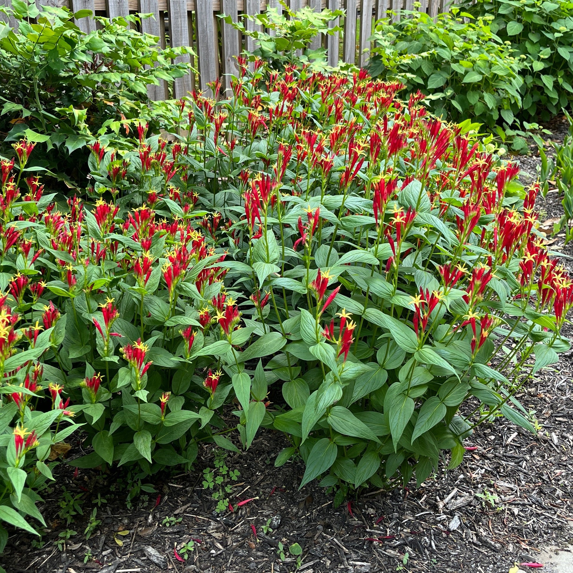 Spigelia marilandica - Indian Pink