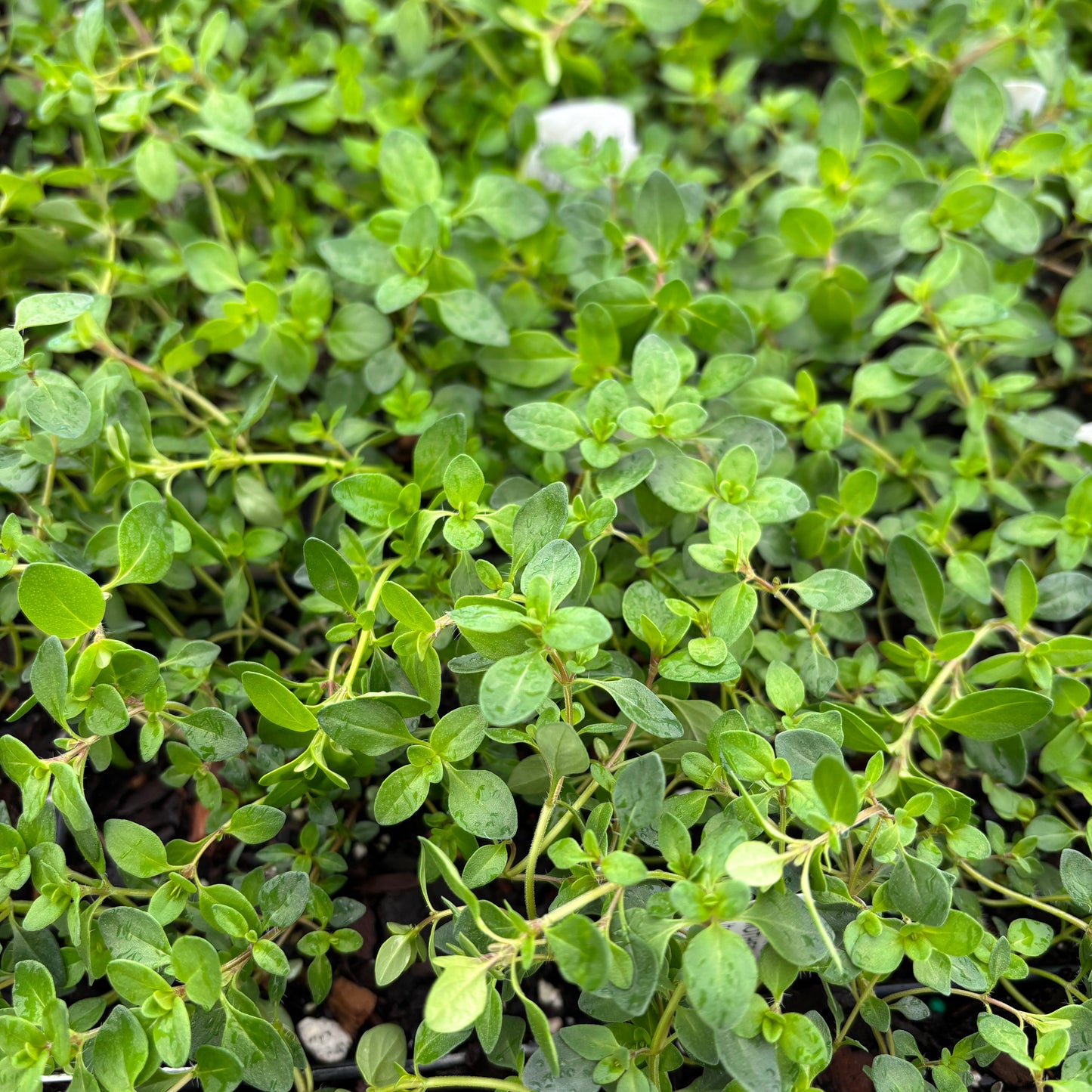 Thymus serpyllum
