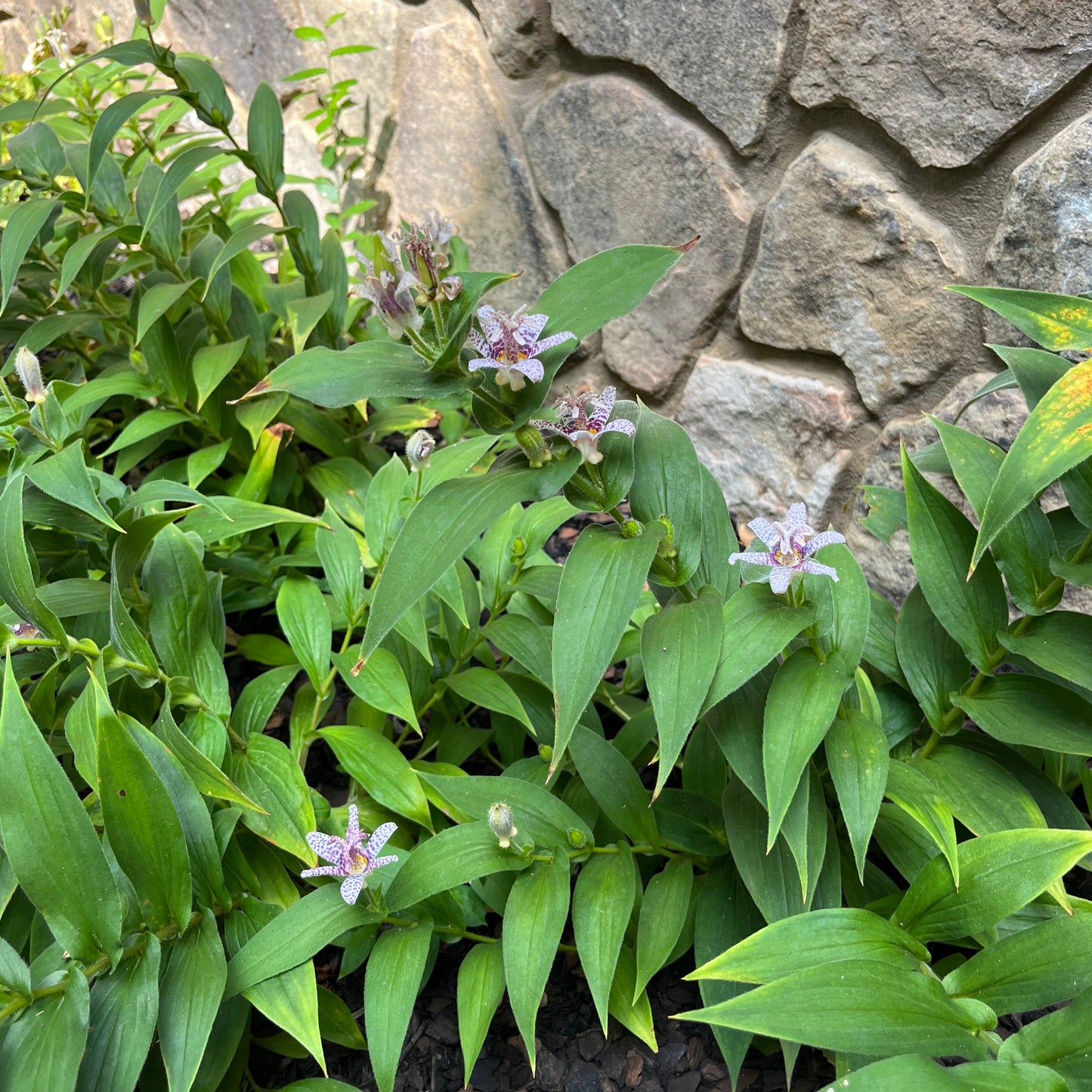 Tricyrtis hirta 'Miyazaki'