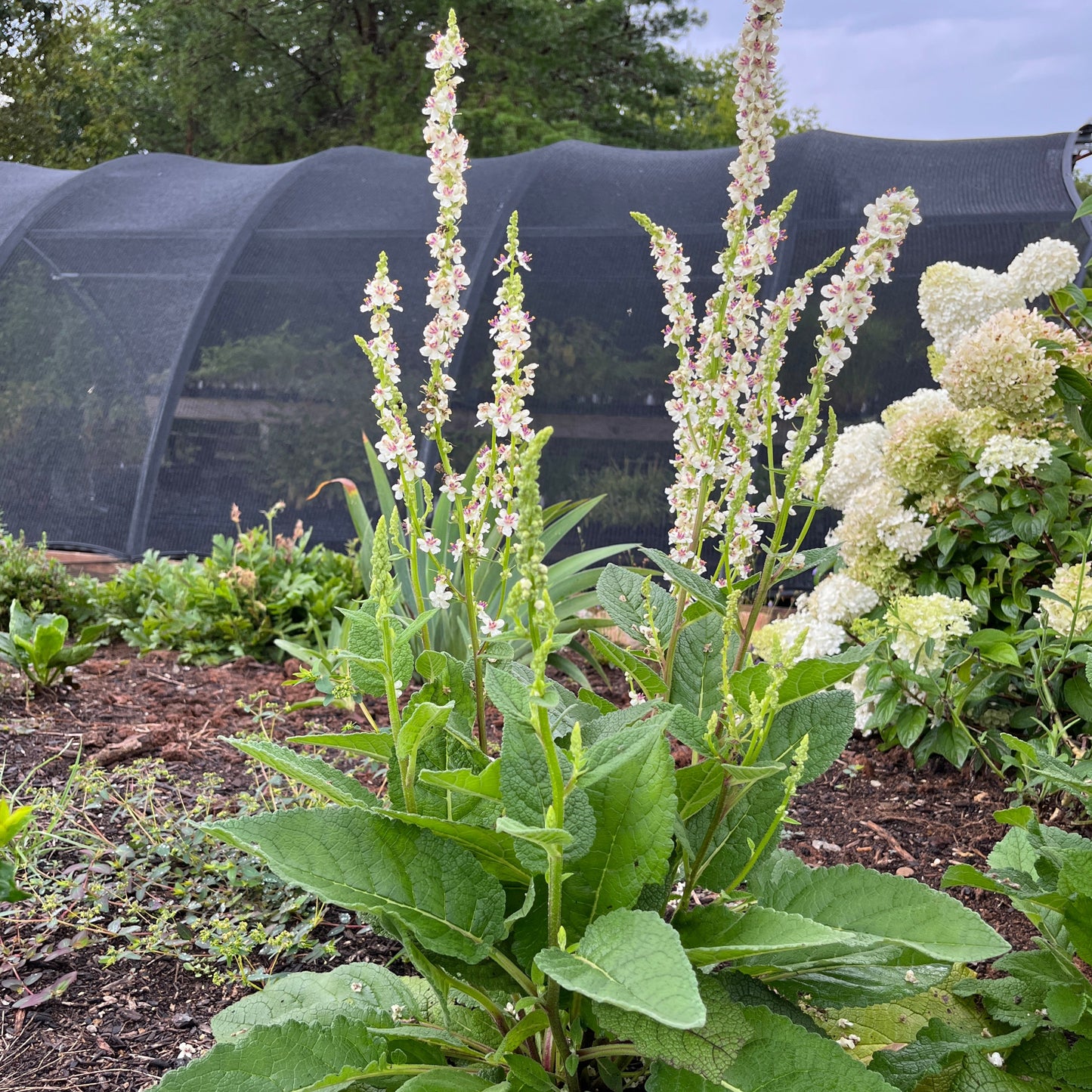 Verbascum chaixii - Mullein 'Wedding Candles'