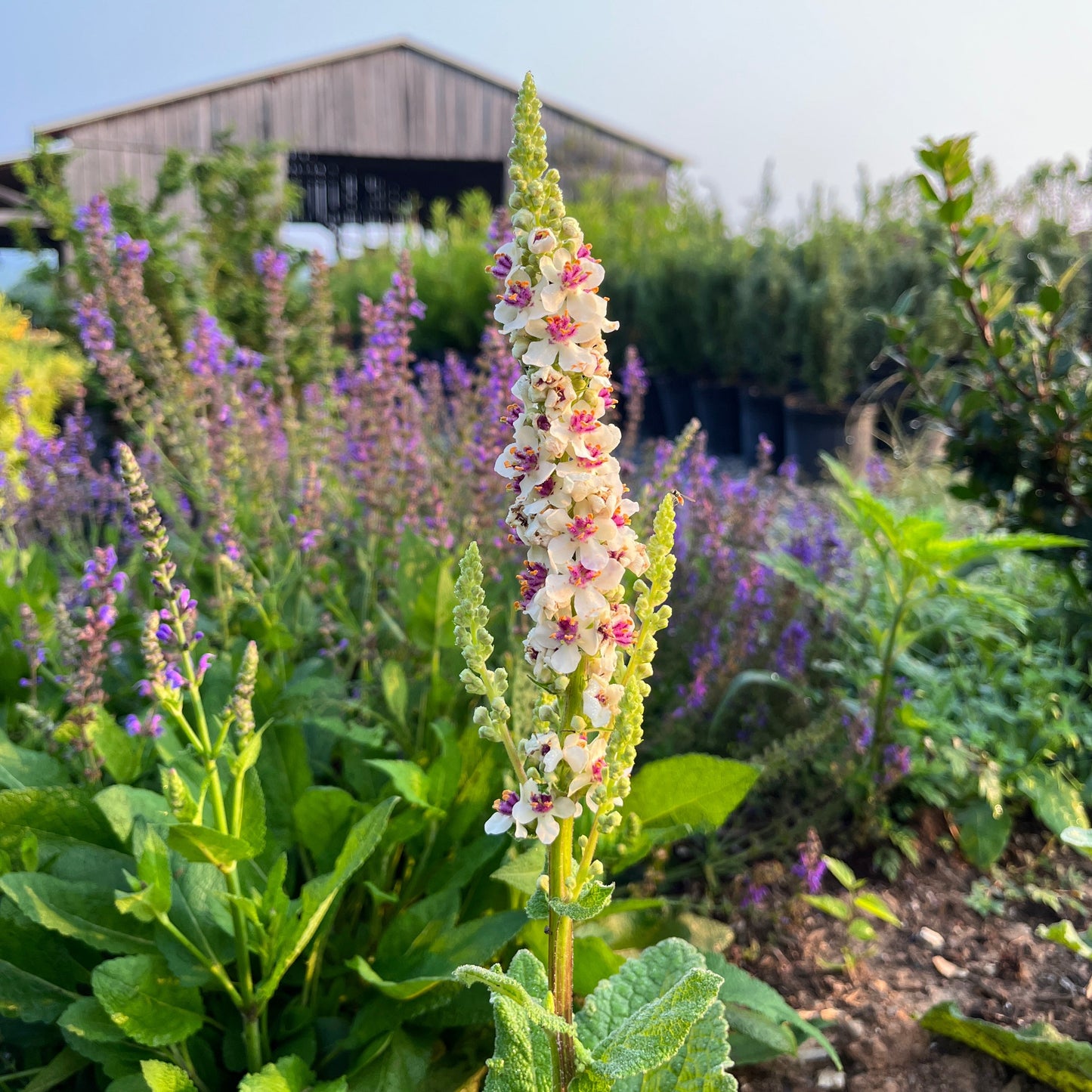 Verbascum chaixii - Mullein 'Wedding Candles'