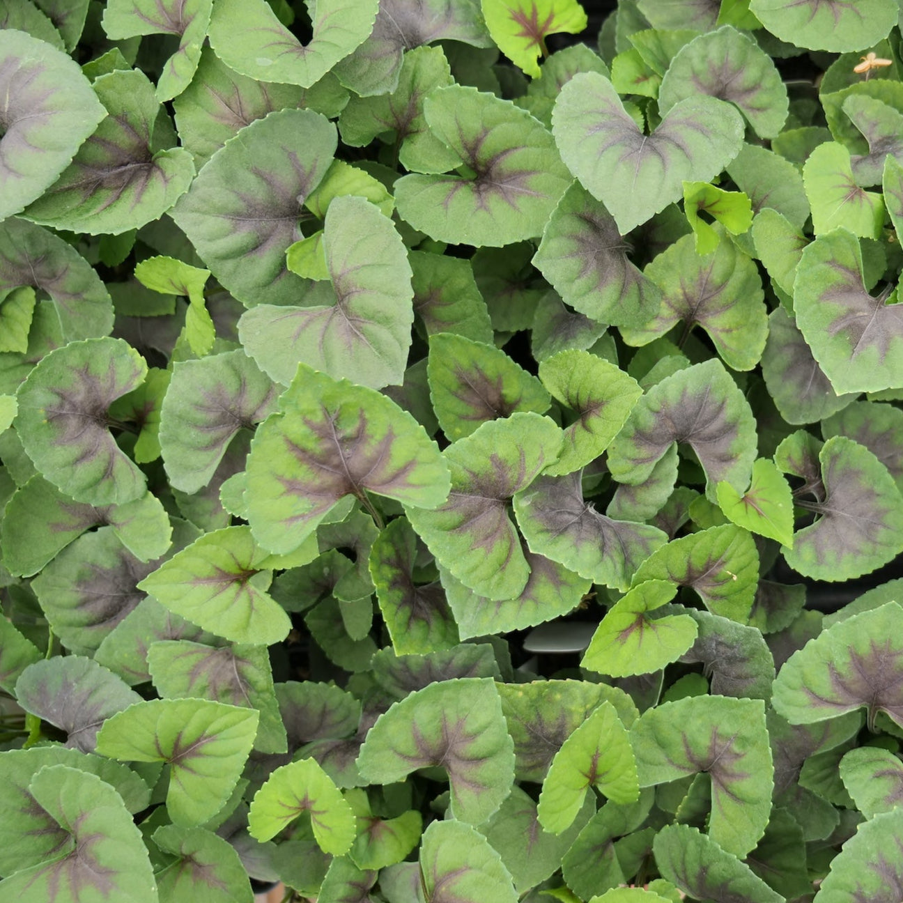 Viola 'Heartthrob'