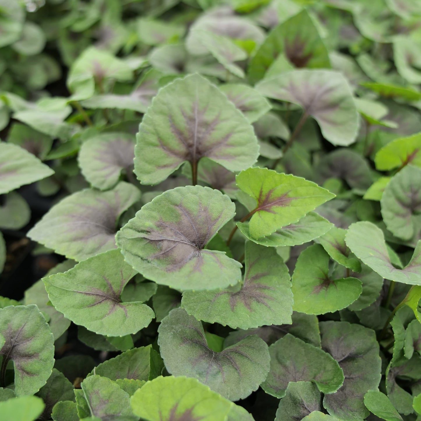 Viola 'Heartthrob'