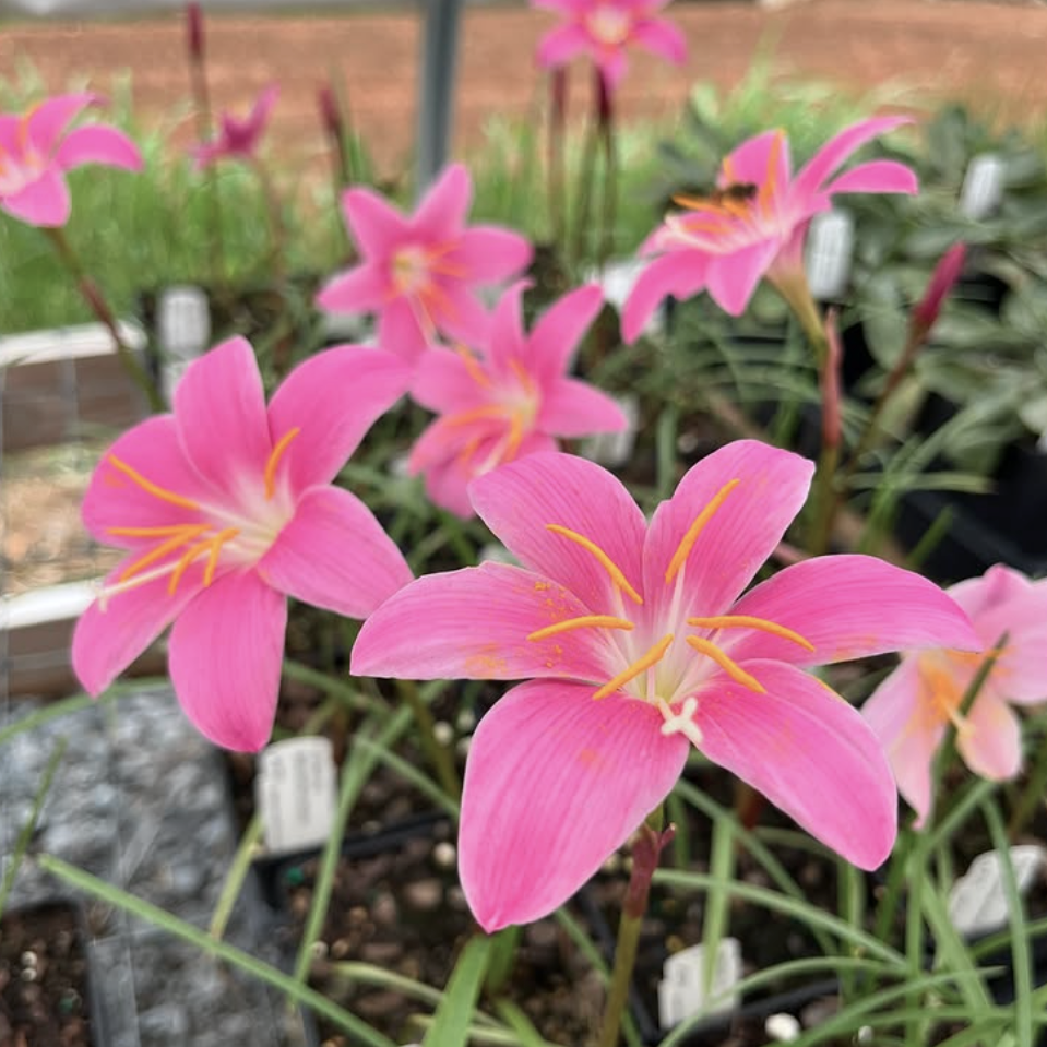 lily flower for sale Zephyranthes carinata
