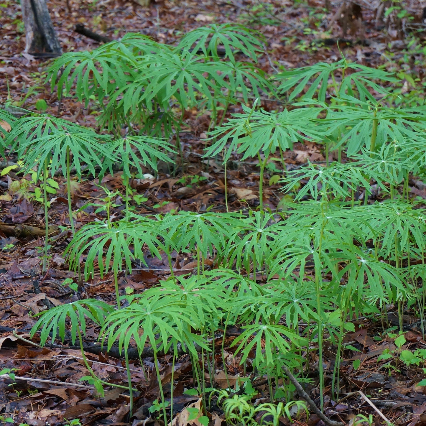 Syneilesis aconitifolia