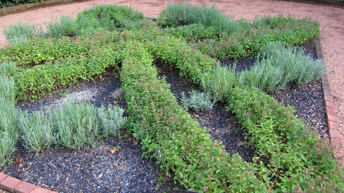 Teucrium chamaedrys