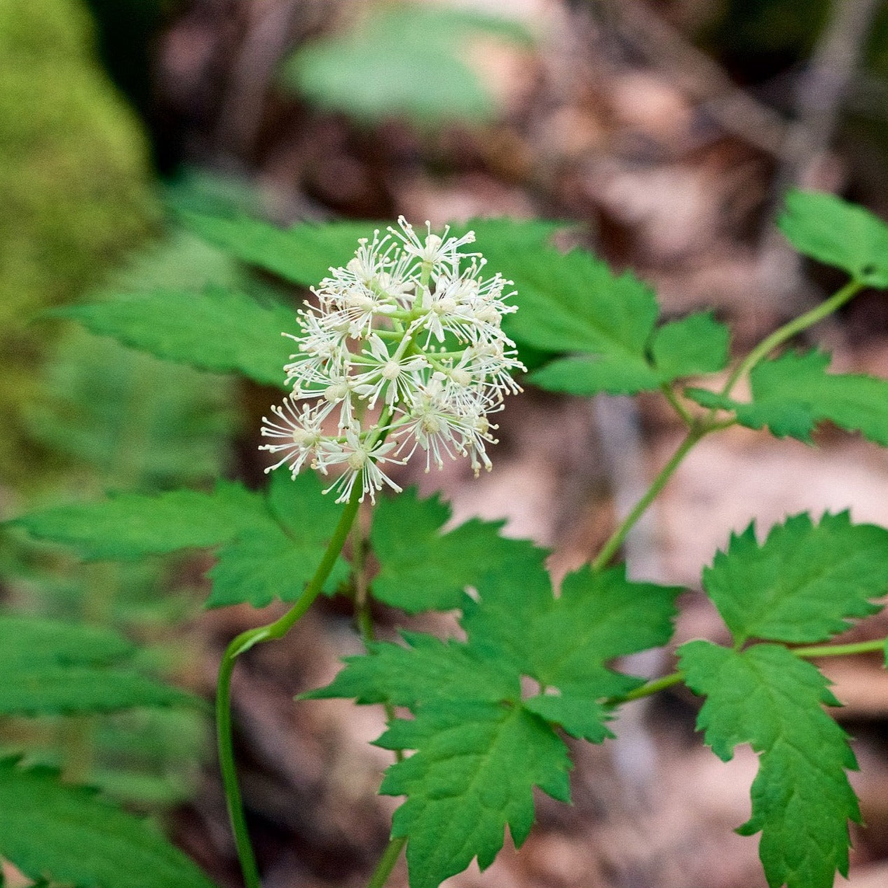 Actaea pachypoda