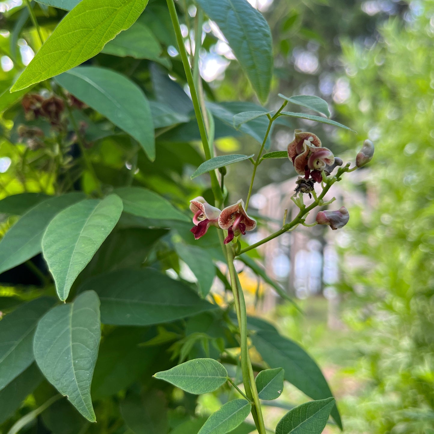 Apios americana