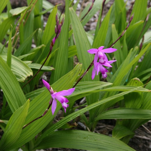 Bletilla striata