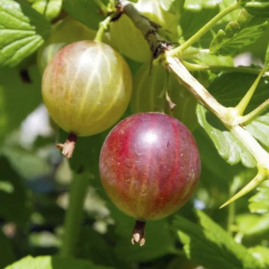 Ribes oxyacanthoides 'Jahn's Prairie'