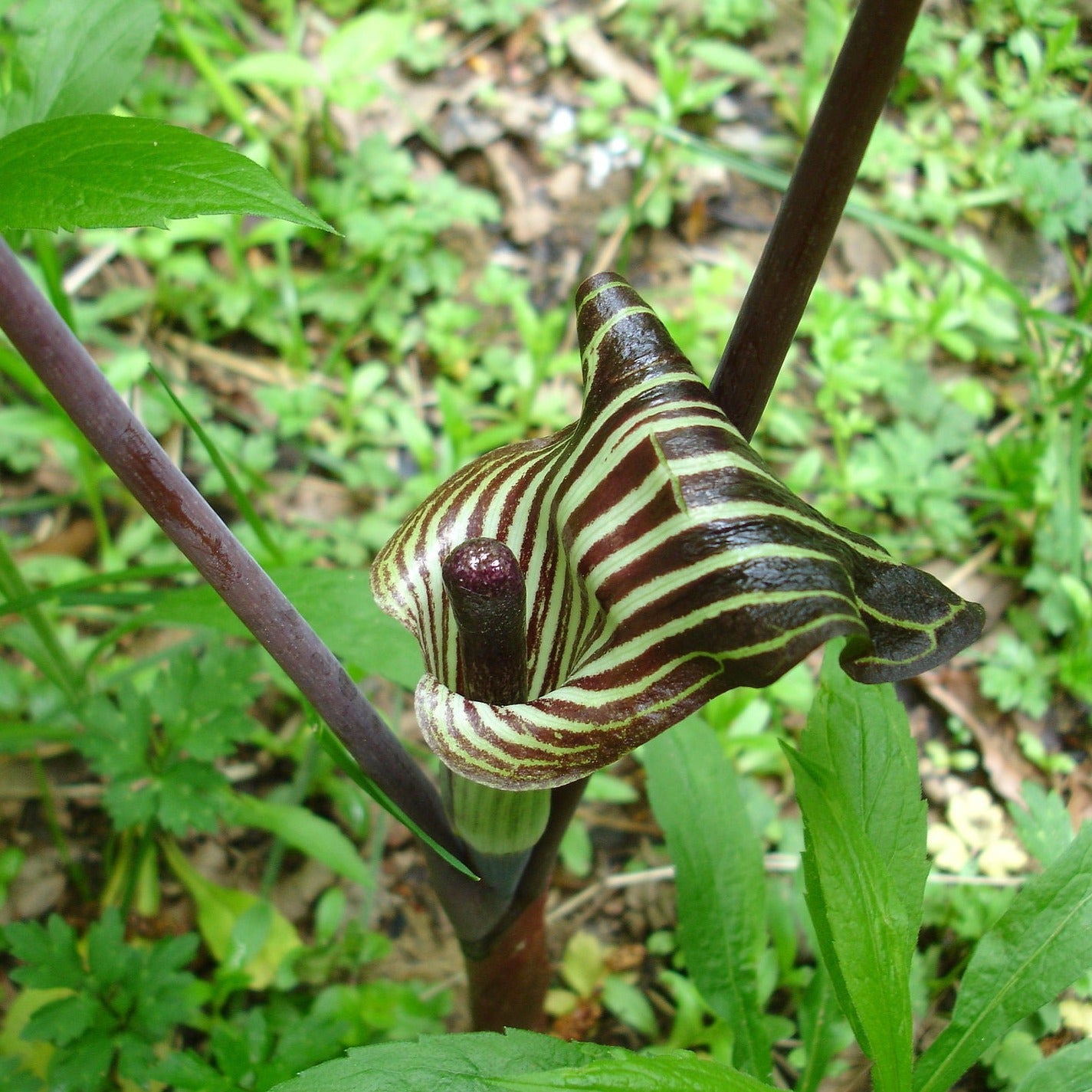 Arisaema triphyllum