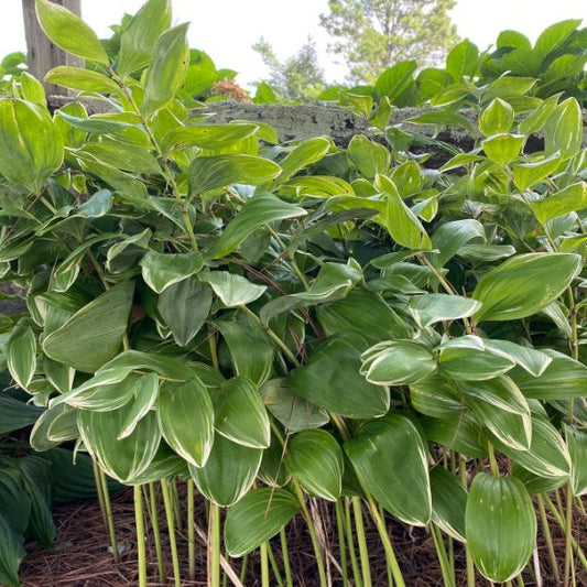 Polygonatum odoratum 'Variegatum'