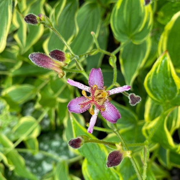 lily of the valley flower for sale Toad Lily 'Samurai' Plant for Sale