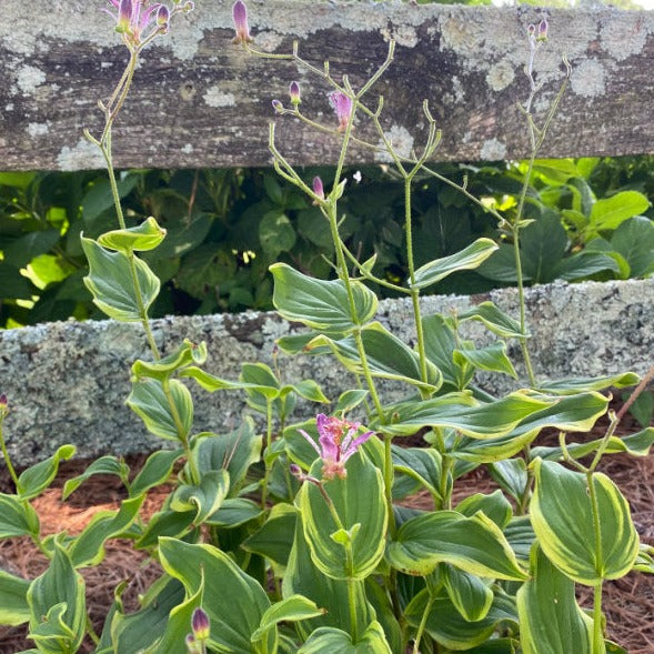 Tricyrtis formosana 'Samurai'