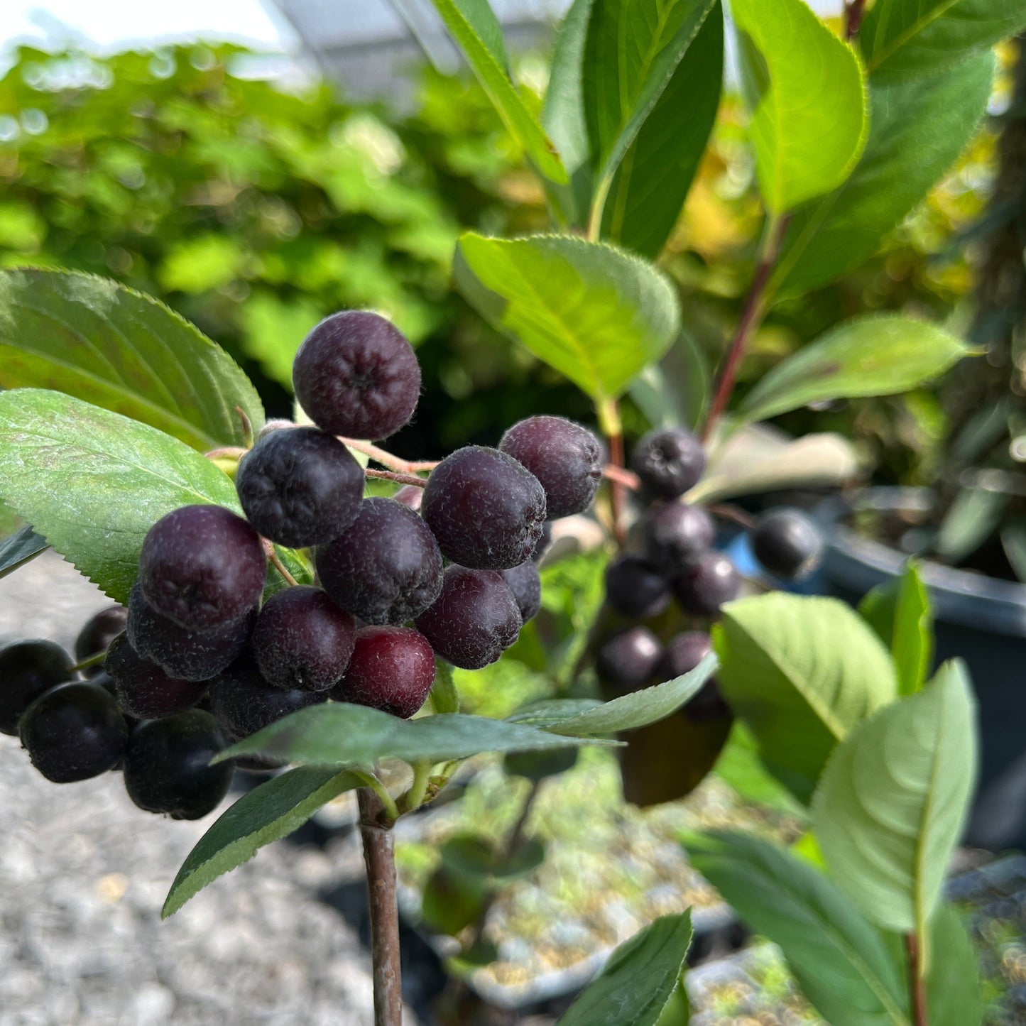 Aronia melanocarpa