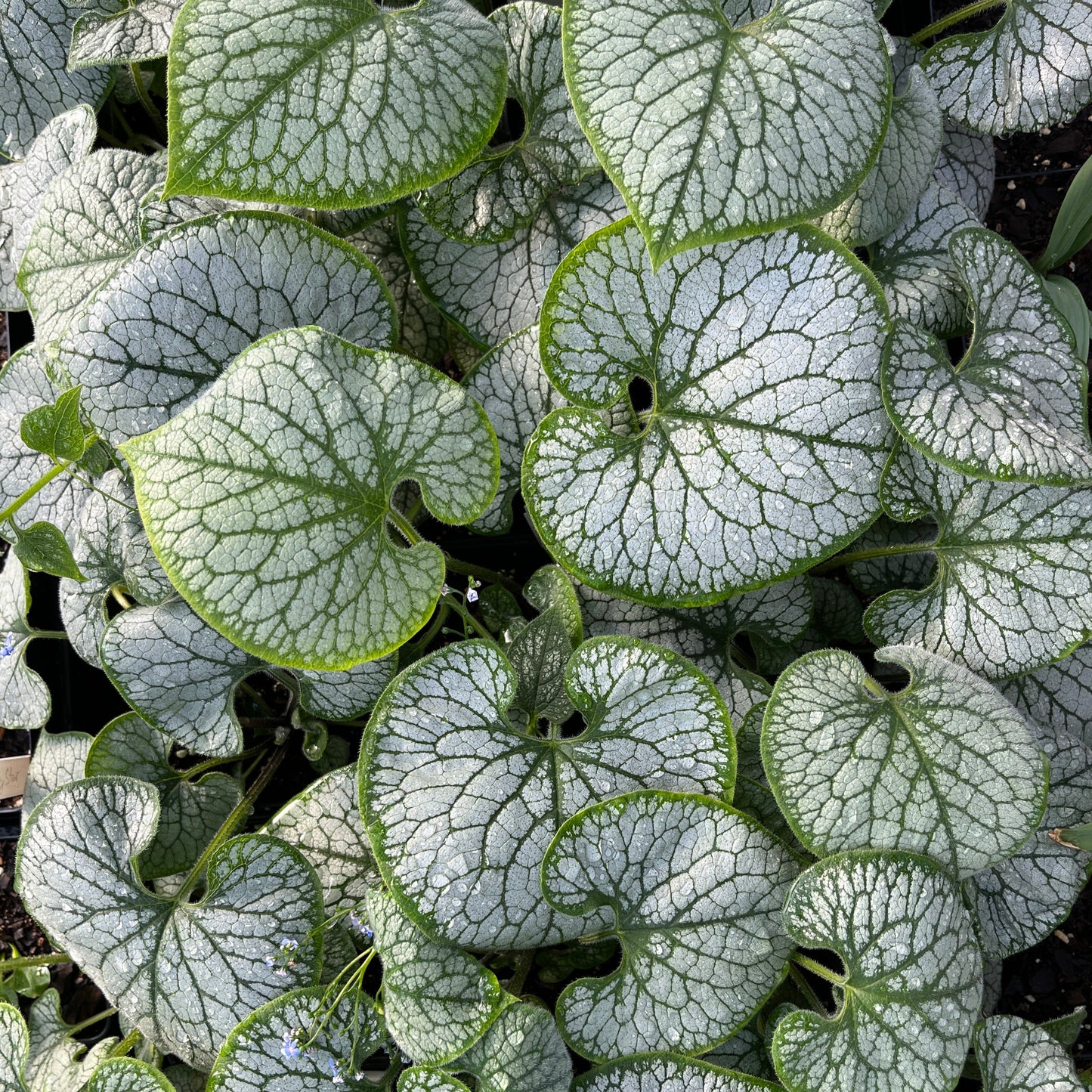 Brunnera macrophylla 'Jack Frost'