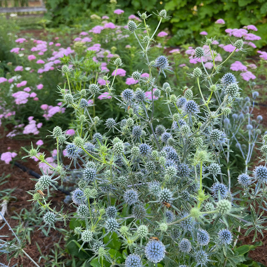 Eryngium planum 'Blue Cap'