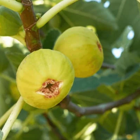 Ficus carica 'Marseilles'